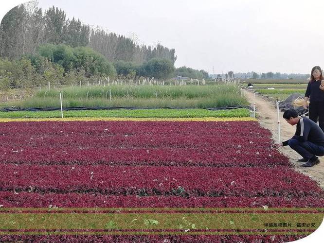 【100万盆红景天小苗采购价】批发_厂家-青州市坤盛花卉苗木