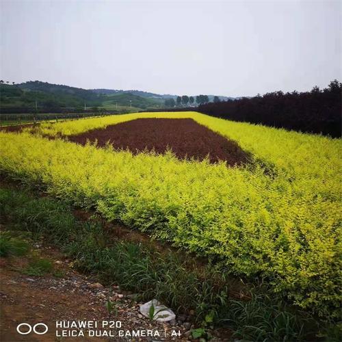 现货直销 辽宁金叶榆 东北苗木 地接金叶榆绿篱苗