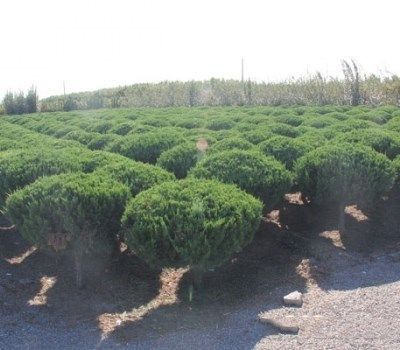 山东青州龙柏球苗木种植基地,龙柏球苗木批发产品图片,山东青州龙柏球苗木种植基地,龙柏球苗木批发产品相册 - 青州市万绿花卉苗木专业合作社