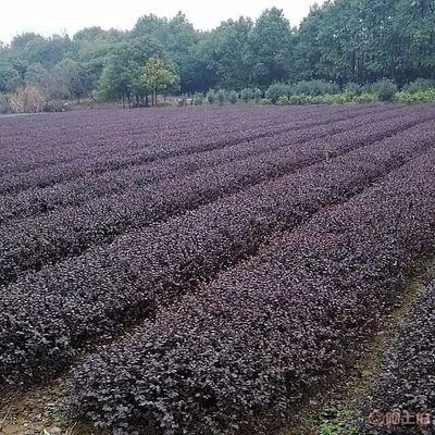 【基地红花檵木批发红檵木小苗湖南双面红红檵木小毛球红檵木小杯苗红檵木大杯苗规格齐全,量大从】 - 产品库 - 湖南双玉苗木种植专业合作社