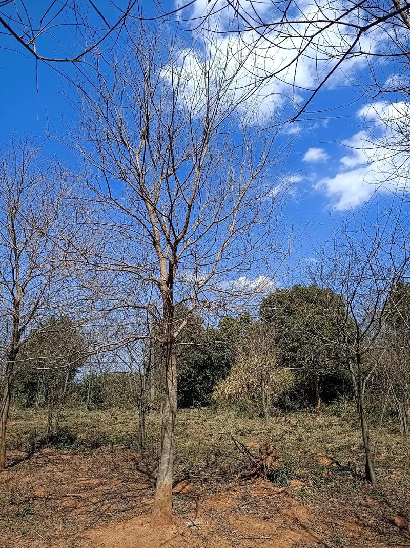 15-22公分精品乌桕#大量供应绿化苗木供应 #苗木种植基地 - 抖音