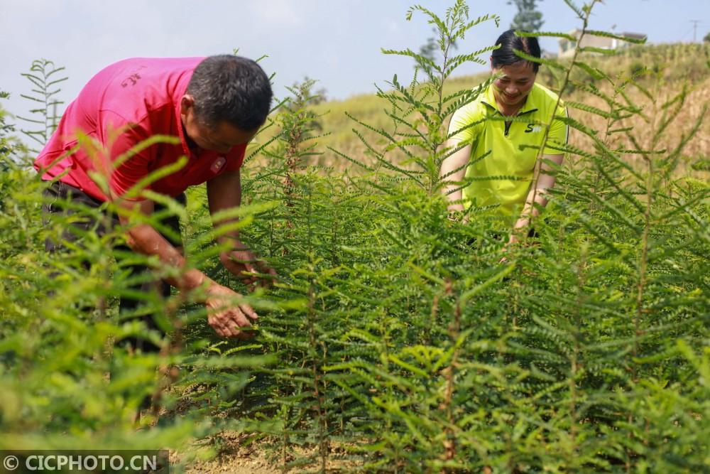 贵州黔西:苗木种植助农增收