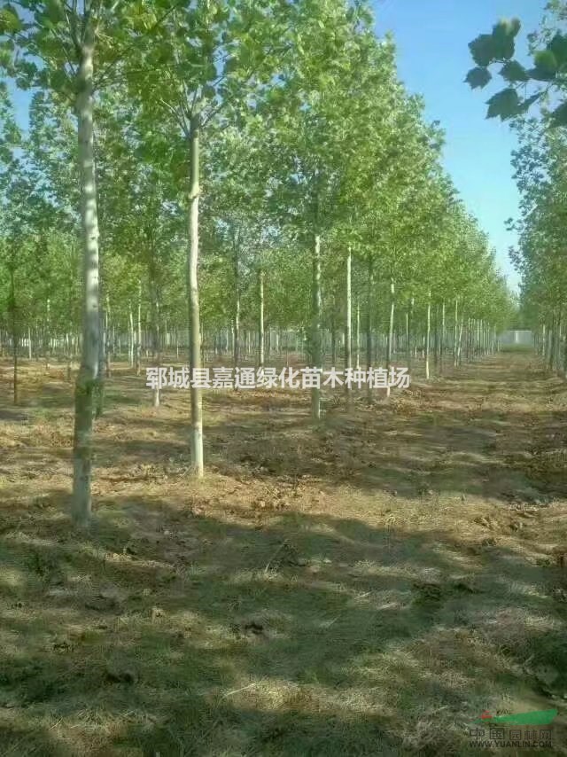 郓城县嘉通绿化苗木种植场
