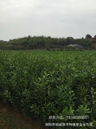 浏阳市柏诚苗木种植专业合作社联 系