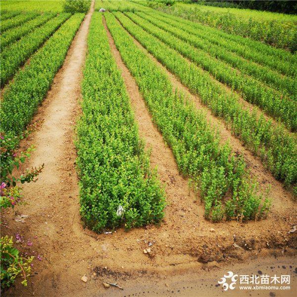 山东枳壳苗种植基地 常年批发成活率高枳壳苗 量大_绿化苗木_--西北苗