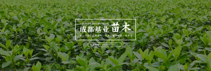 苗木供应_园林绿化_草坪种植