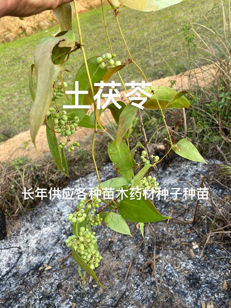 长年供应各种苗木药材种子种苗#农业种植致富项目 #了解种植技