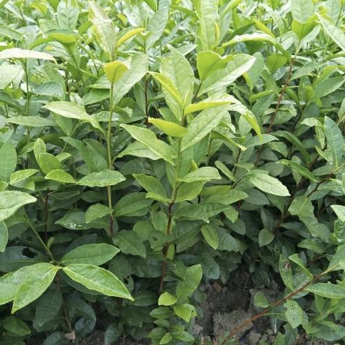 福建六安瓜片种植主产区批发 六安瓜片苗