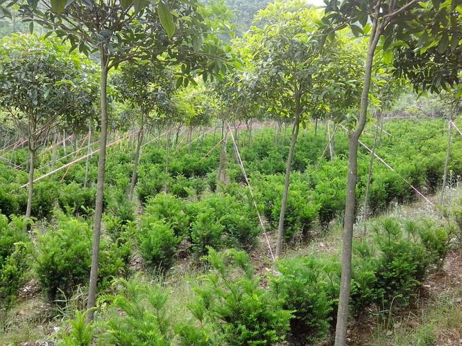北川羌族自治县夏禹林苗木种植专业合作社