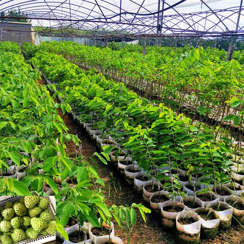 基地苗木果苗出售批发释迦果苗番荔枝树苗盆栽台湾释迦树苗包邮