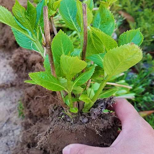 批发八仙花苗苗圃种植八仙花实拍图片及价格参考