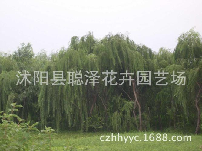 基地直销构树优质园林绿化工程苗木规格齐全量大从优